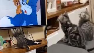 Реакцията на котенца към „Том и Джери“ ги направи хит в мрежата ВИДЕО