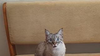 Гладен котарак покори интернет ВИДЕО