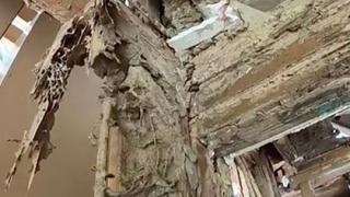 Брокер не предупреди купувачите за термити и те изядоха имение за 500 хиляди долара