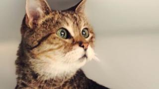 Най-популярният обитател на "Света София" в Истанбул се разболя