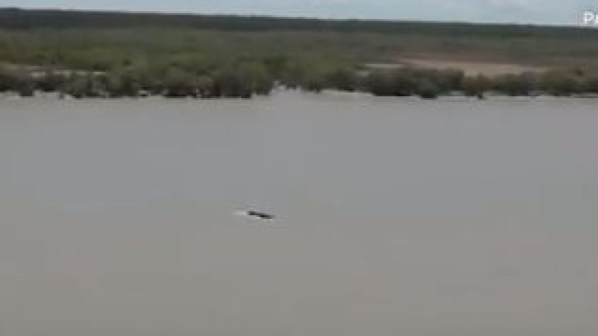 Зрелищна ситуация в алигаторска река с гърбат кит ВИДЕО