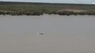 Зрелищна ситуация в алигаторска река с гърбат кит ВИДЕО