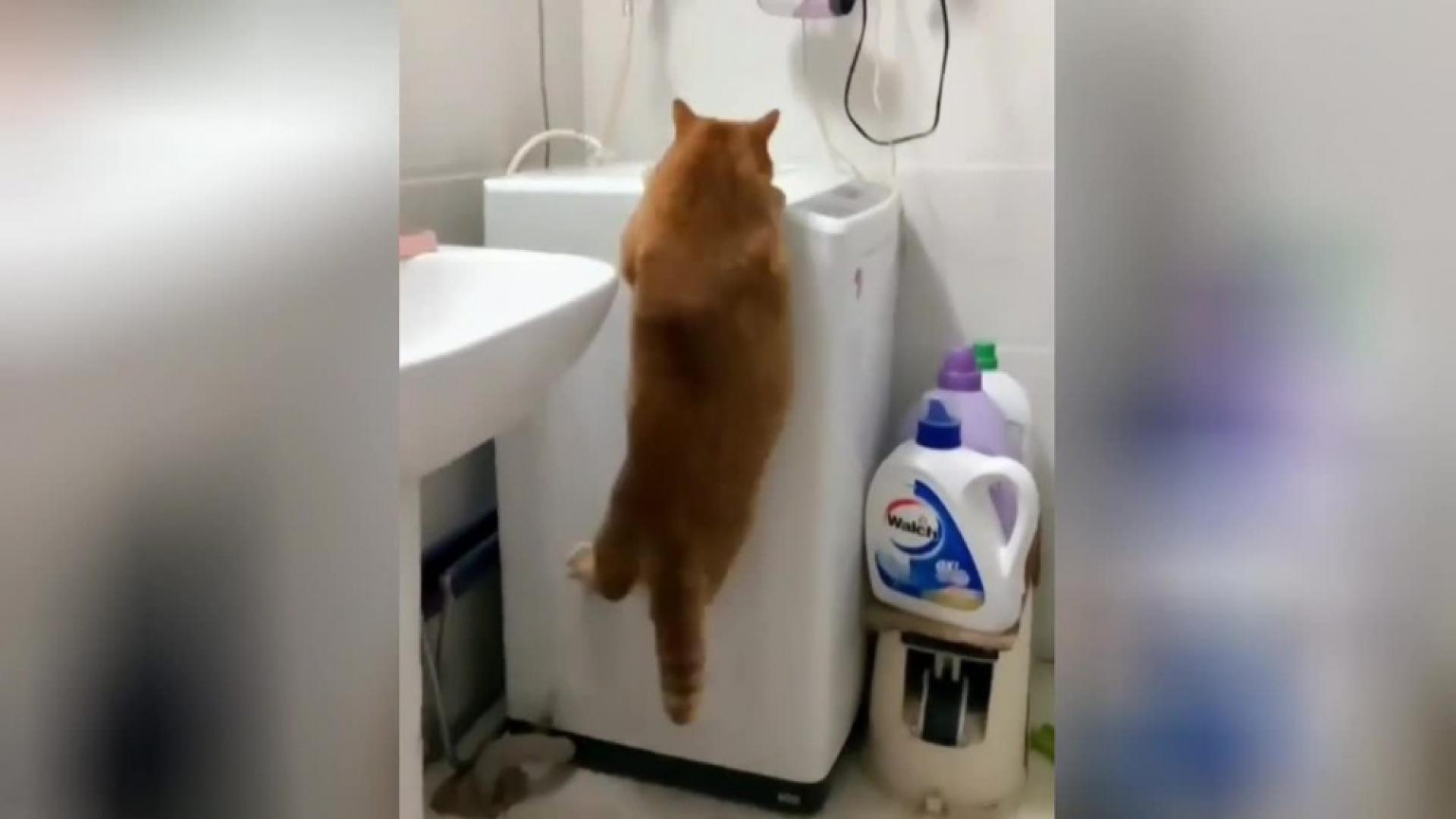 Дебел котарак не успя да победи гравитацията и разсмя мрежата