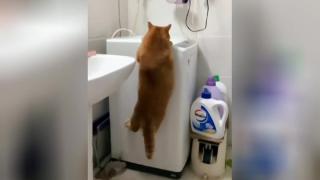 Дебел котарак не успя да победи гравитацията и разсмя мрежата