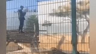 Мъж влезе в клетката на лъвовете заради селфи, ето какво се случи ВИДЕО