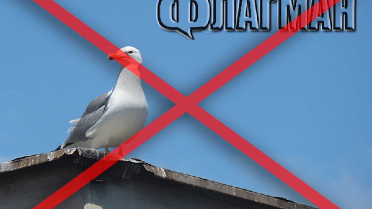Гларусите в Бургас изчезнаха! Поличба или... 