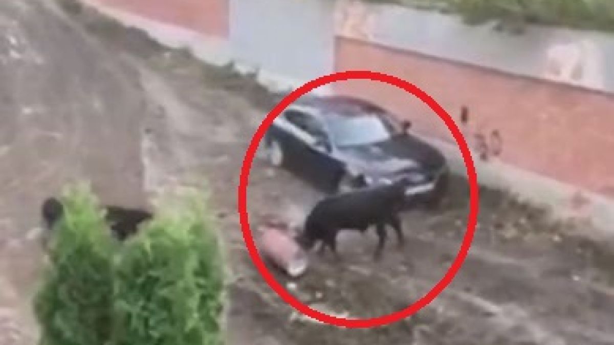 Страшна напаст в столичния кв. "Лозенец", жителите не могат да излязат от домовете си ВИДЕО