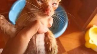 Ветеринари онемяха: Коте се наду като плондер без да е яло почти нищо, оказа се... СНИМКИ