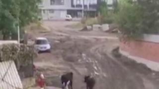 Кметът на "Лозенец" проговори за страшната напаст, която връхлетя квартала