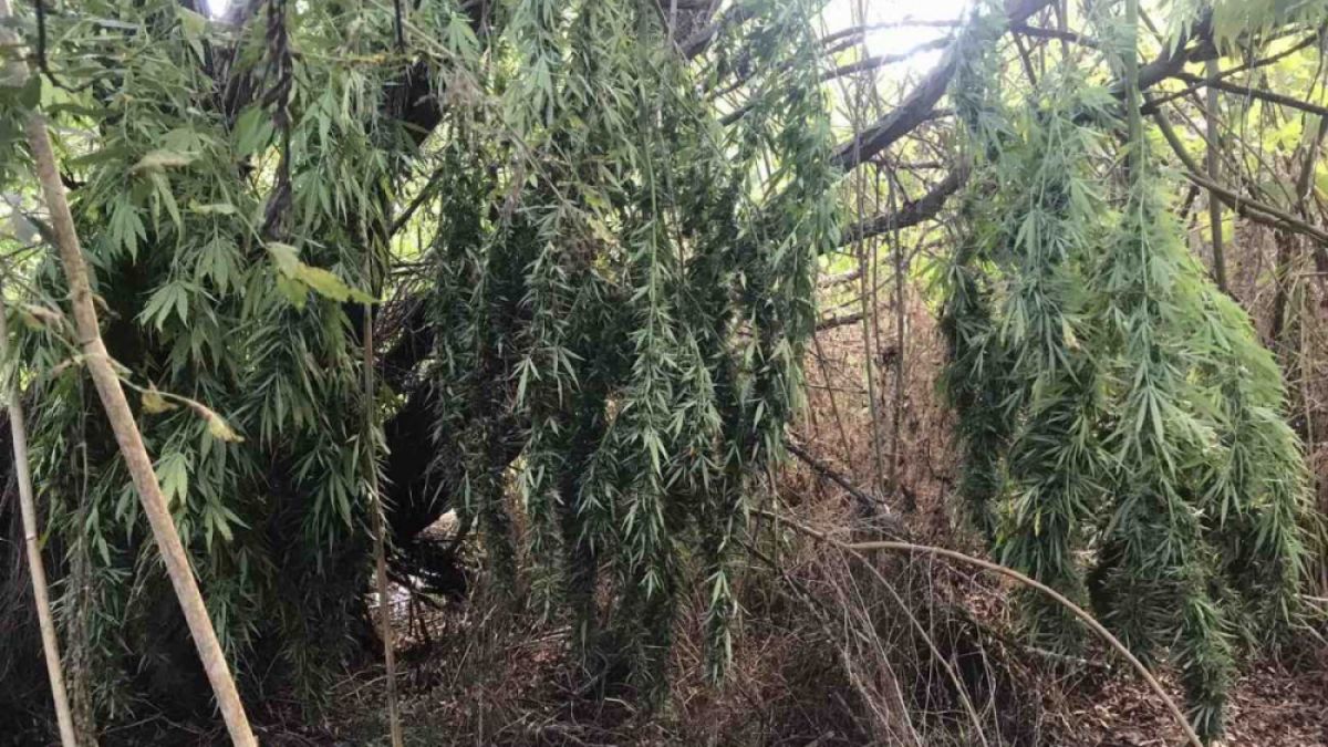 Удар в Бургаско! Полицаи хванаха двама с 16 кг марихуана
