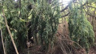 Удар в Бургаско! Полицаи хванаха двама с 16 кг марихуана