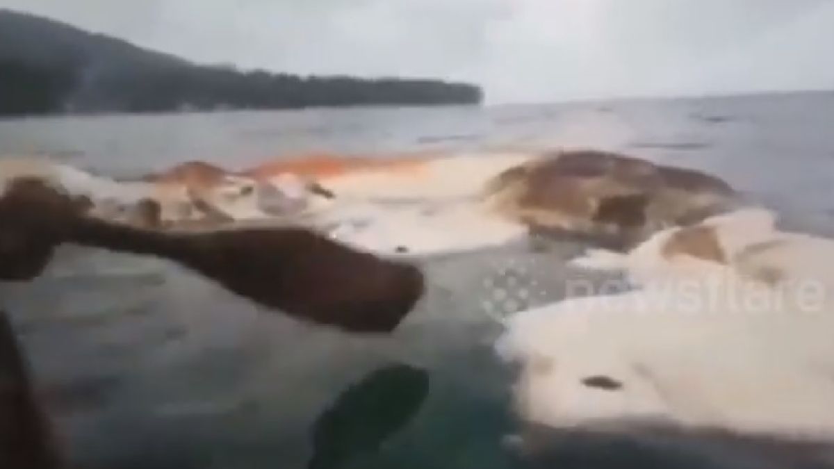Морето изхвърли на брега трупа на неидентифицирано 10-метрово същество ВИДЕО