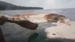 Морето изхвърли на брега трупа на неидентифицирано 10-метрово същество ВИДЕО