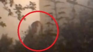 Момиче засне на ВИДЕО зловеща фигура в храстите и изчезна мистериозно, а няколко дни по-късно...