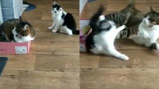 Коте си присвои леговището на майка си и разсмя интернет ВИДЕО