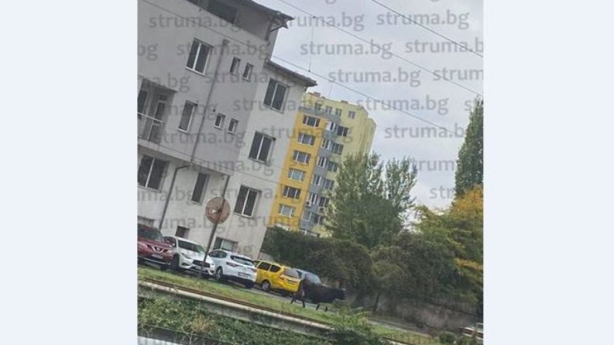 Такъв инцидент с крава и полицаи едва ли някога се е случвал у нас 