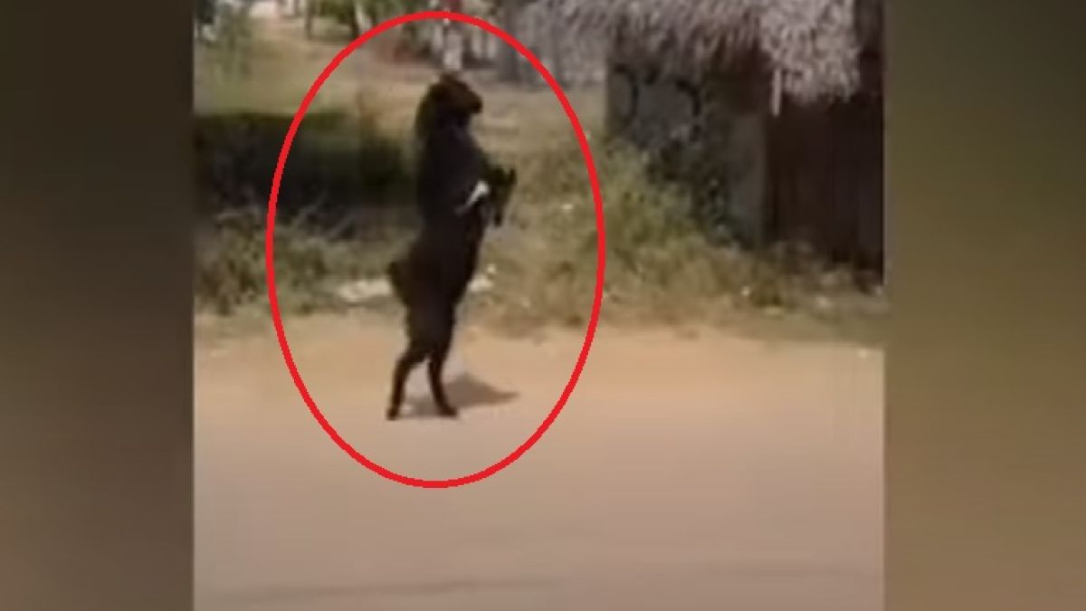 Цялата мрежа подивя по тази коза, защото... ВИДЕО
