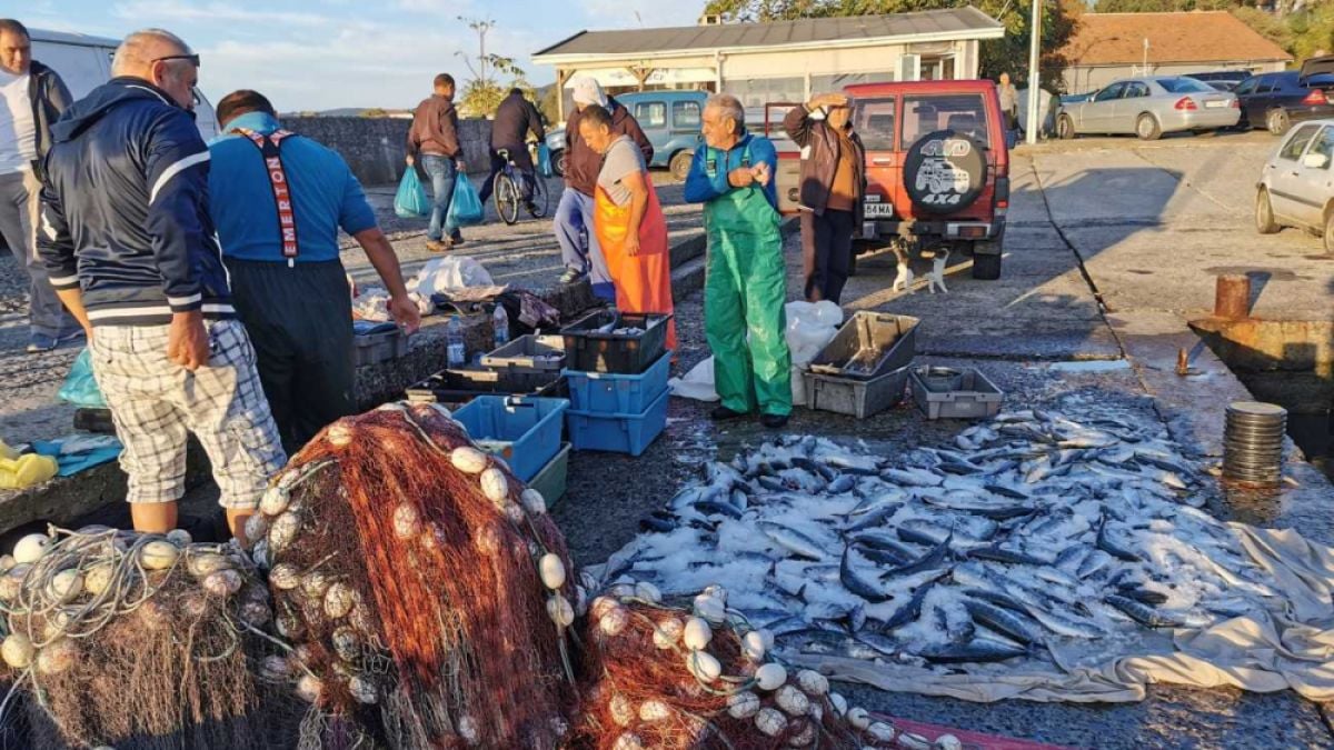 Морските вълци в Ахтопол са в екстаз
