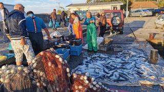 Морските вълци в Ахтопол са в екстаз