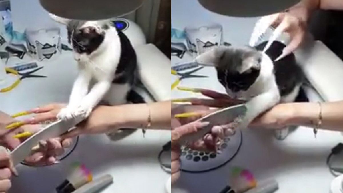 Котка удиви клиентките, дошли при собственичката й за маникюр ВИДЕО