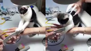 Котка удиви клиентките, дошли при собственичката й за маникюр ВИДЕО