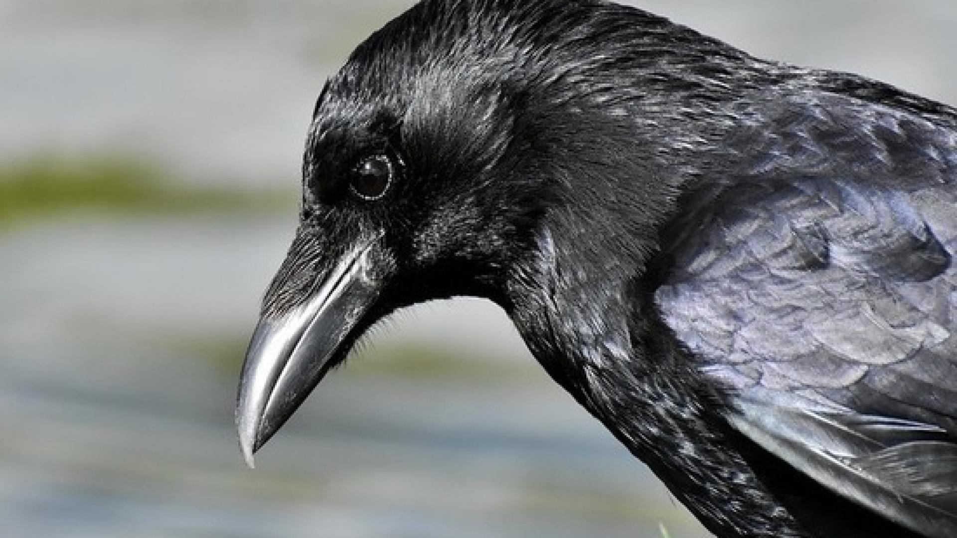 Грешка в матрицата: Врана, увиснала с главата надолу, озадачи мрежата СНИМКА