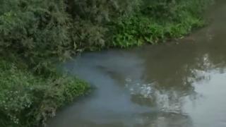 Опасност: Отрова край Лом може да убие стотици