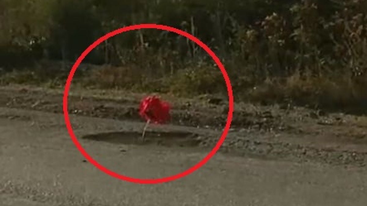 Засадиха цветя в изпълнен с дупки основен път у нас ВИДЕО