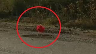 Засадиха цветя в изпълнен с дупки основен път у нас ВИДЕО