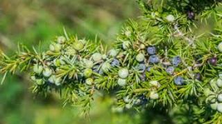 Руски учени: Това растение удължава живота