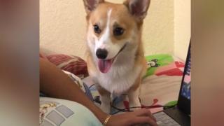 Куче упорито поиска от собственика си да играят и разсмя мрежата ВИДЕО