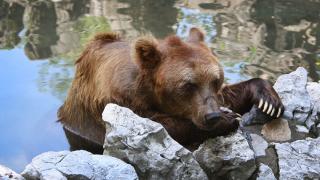 Мечки са разкъсали служител на зоопарк пред очите на посетителите