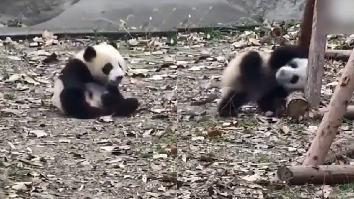 Тази малка панда разсмя мрежата ВИДЕО
