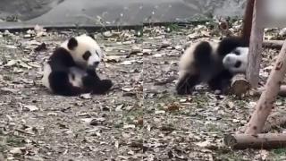 Тази малка панда разсмя мрежата ВИДЕО