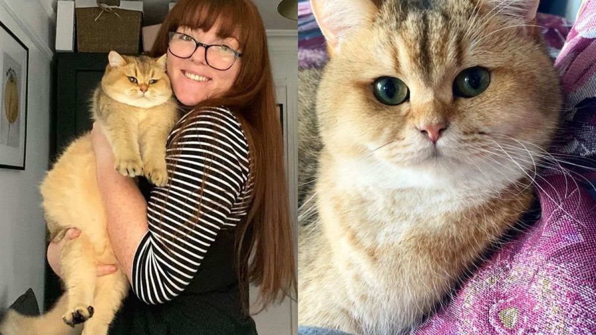Сладко коте с реакция, която просто заслужава "Оскар" СНИМКИ