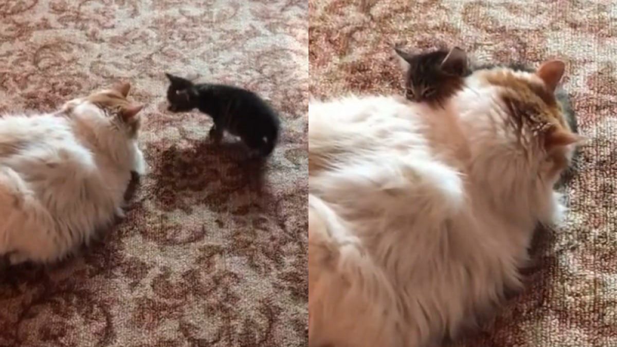 Запознанството на улично коте с домашна котка трогна до сълзи мрежата ВИДЕО