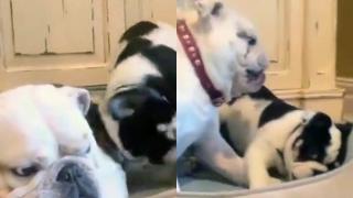 Кученце разбра какво се случва, когато маминото търпение свърши ВИДЕО