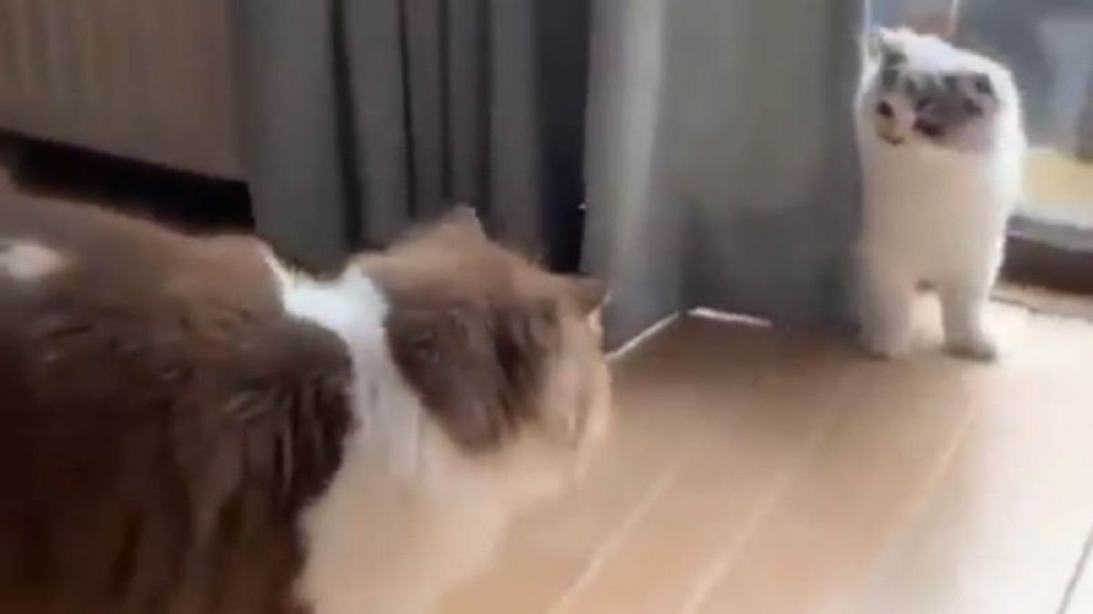 Акробатичната уплаха на котарак бе запечатана на ВИДЕО