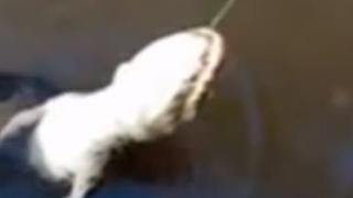 Зрелище: Анаконда погълна алигатор пред слисан рибар ВИДЕО 