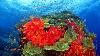 Учени откриха най-огромния жив обект на Земята 