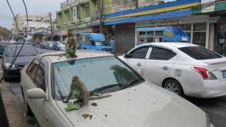 Планетата на маймуните: Мястото, където хората живеят в клетки ВИДЕО