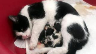Бременна бездомна котка роди в частна болница СНИМКА
