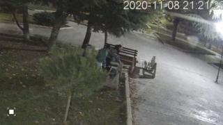 Камера засне диваци в бургаски парк