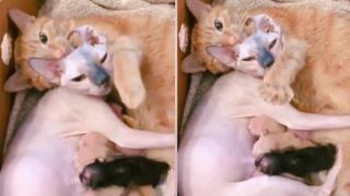 Удивително котешко семейство възхити мрежата ВИДЕО