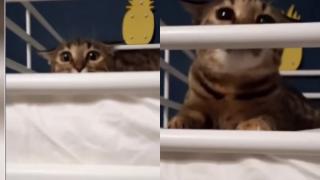Неуспешна котешка атака разсмя мрежата ВИДЕО