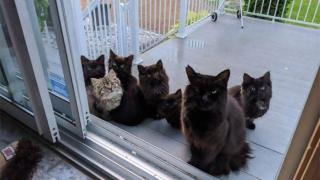 Котка бе спасена от жена и доведе котенцата си да се срещнат с нея СНИМКИ