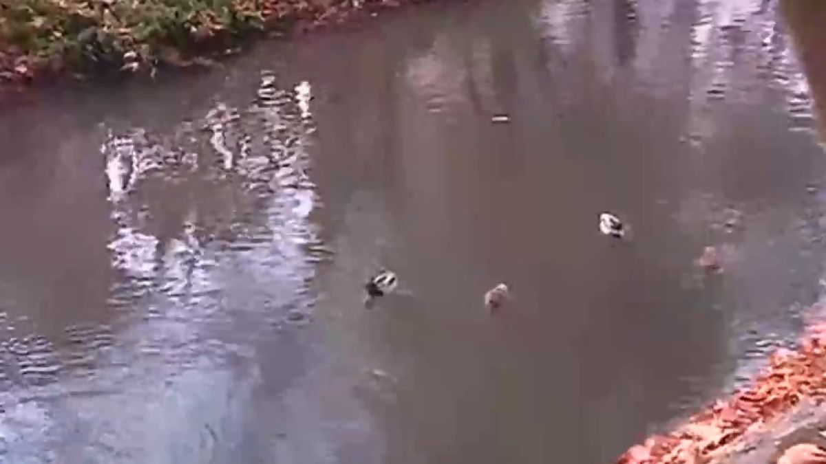 Ненормално! Река Струма се оцвети в бяло ВИДЕО