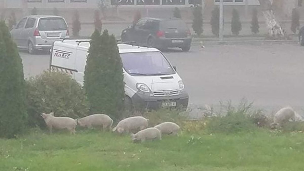 Голямо село: Прасета дефилират из центъра на Козлодуй СНИМКИ 