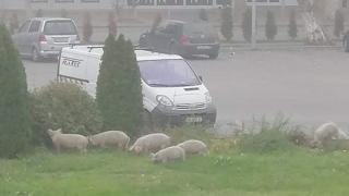 Голямо село: Прасета дефилират из центъра на Козлодуй СНИМКИ 