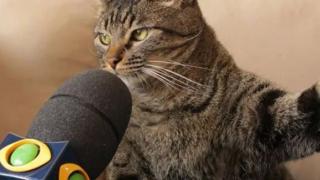 Котарак запя заради вкусотии и изуми мрежата с таланта си ВИДЕО